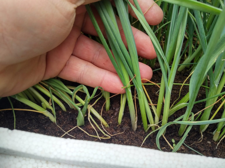 Conseils pour réussir son semis de poireaux - Jardin d'Essai