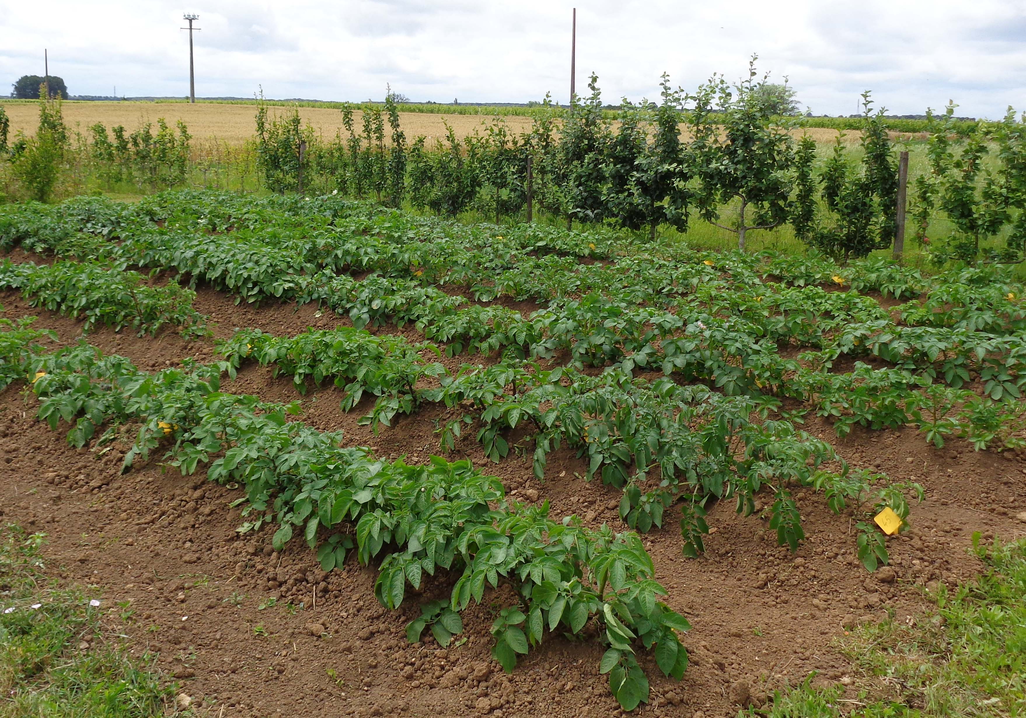 Test Pommes de terre - - Archive - 254396 - UFC-Que Choisir