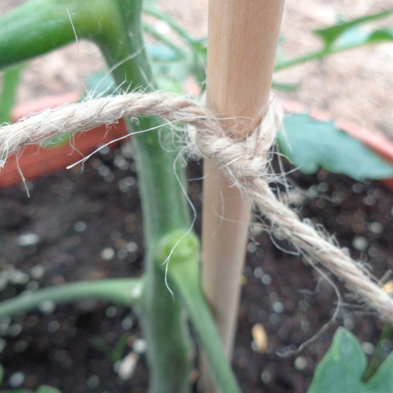 Le tuteurage des tomates voici une astuce de pro ! Jardin d