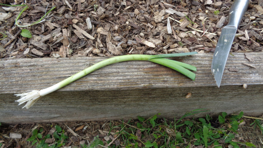 plant de poireau avec les feuilles coupées