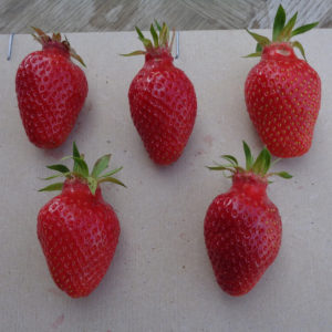 fraise Gariguette