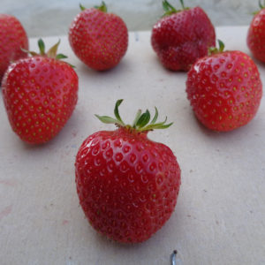 fraise Cigaline