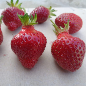 fraise Rubis des Jardins