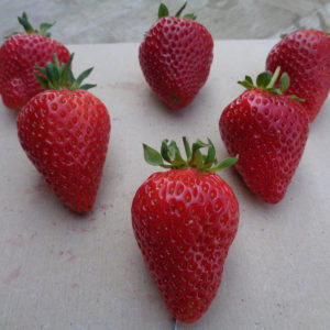 fraise Sweet Ann