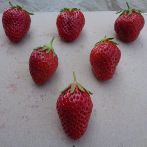 fraise Mara des Bois
