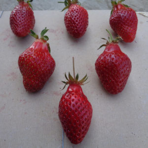 fraise Belrubi