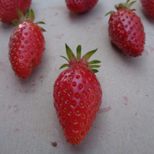 fraise Ciflorette