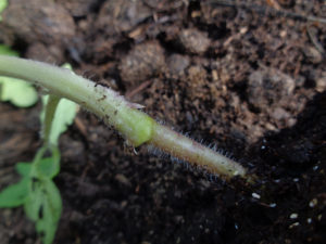 jeune plant de tomate greffée