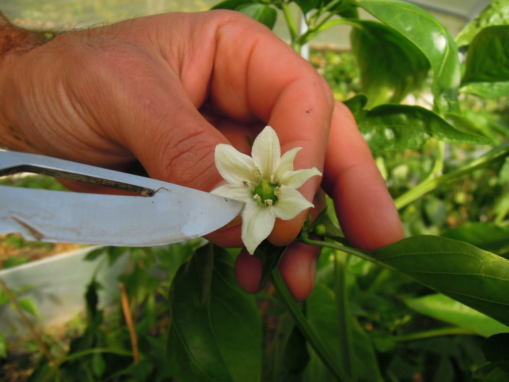 Fleur hermaphrodite