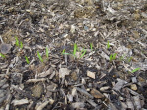 jeunes pousses de cerfeuil tubéreux