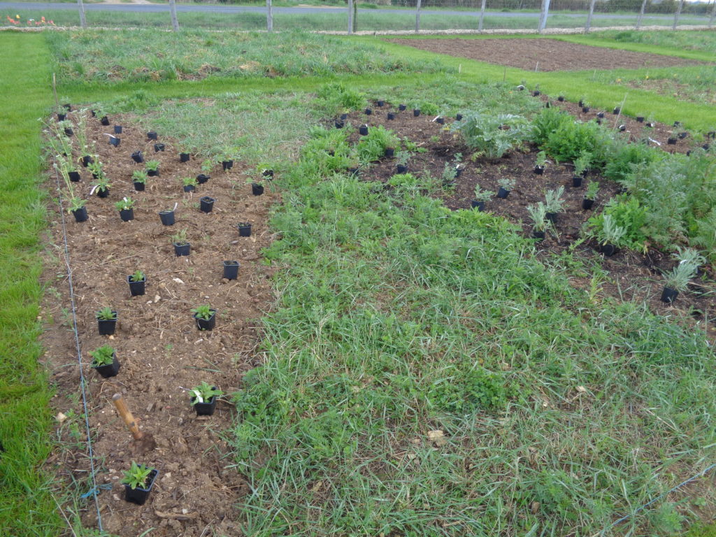 Un plan de jardin pour mieux se projeter