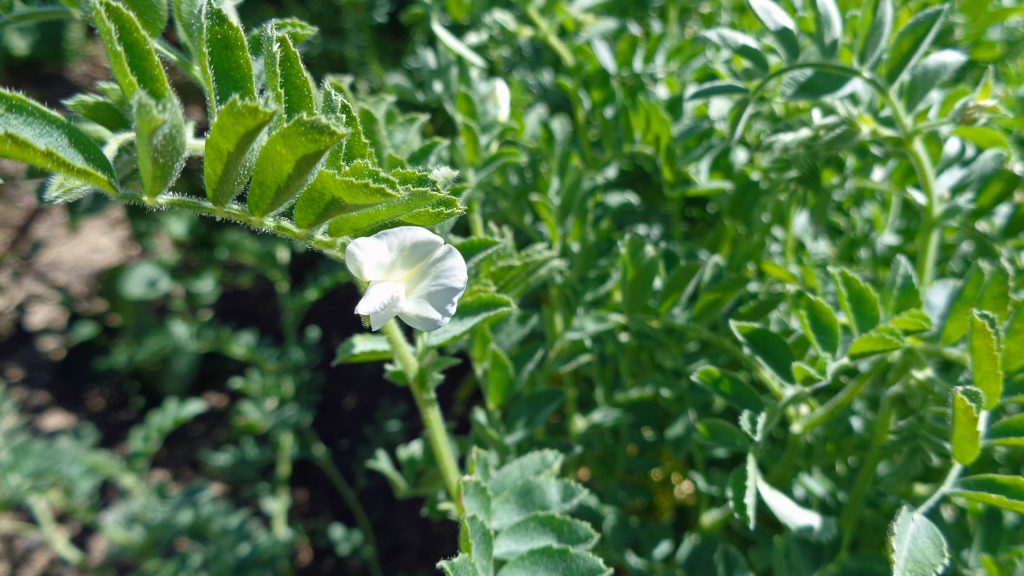 floraison papilionacée pois chiche