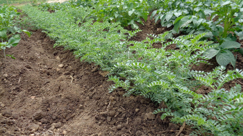 Pois chiche au potager