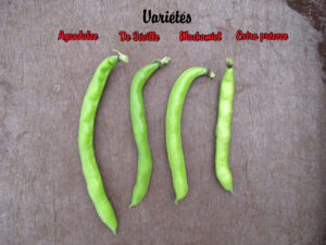 Différence de gousses entre les variétés de fèves