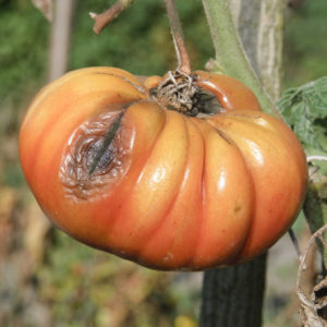 attaque de mildiou sur fruit (tomate)