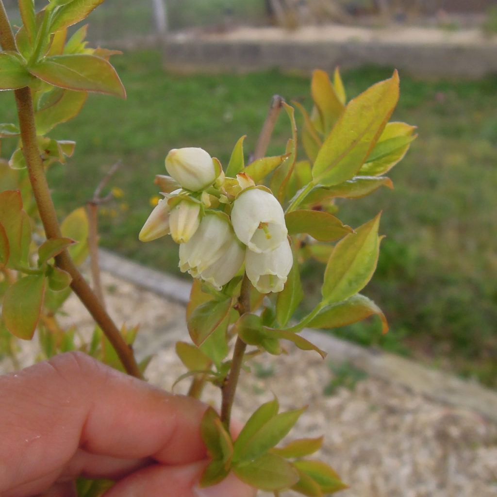 mytillier Northland en floraison