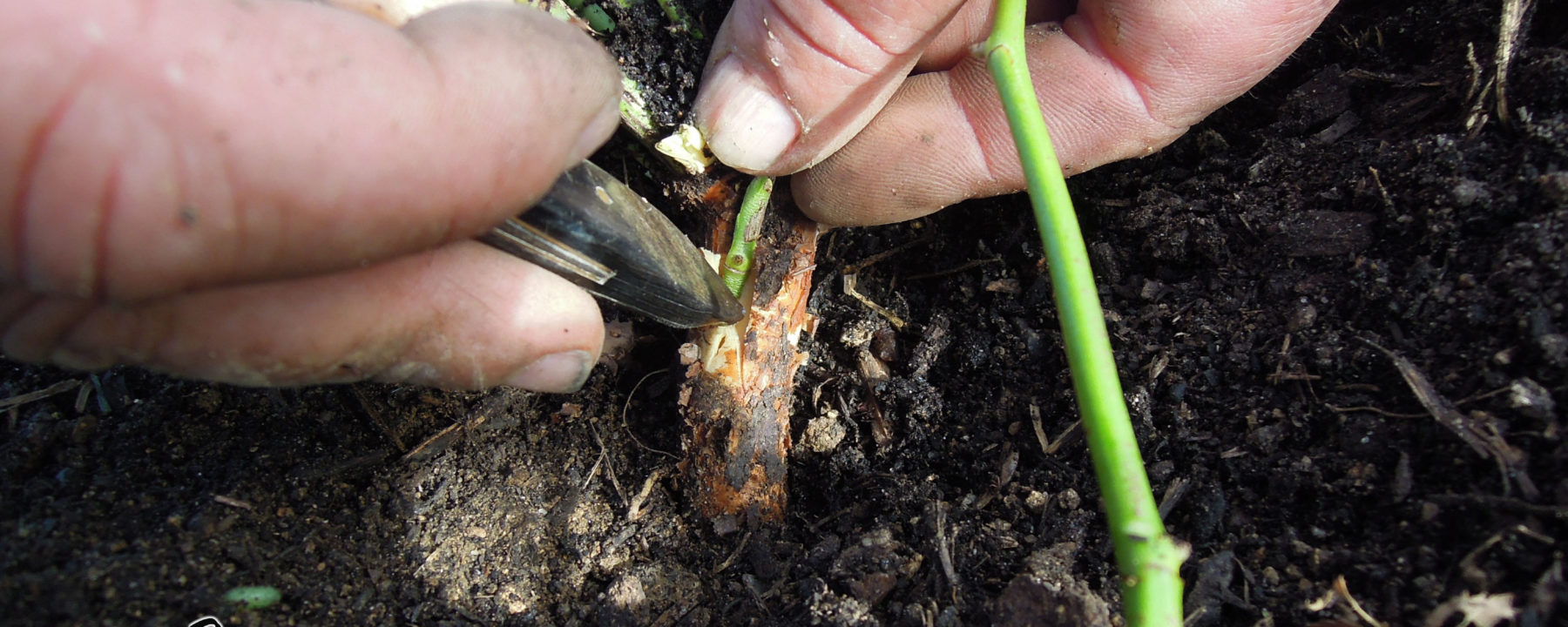 Le greffon est plaqué sur le porte-greffe