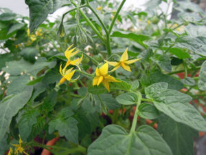 fleurs de solanum lycopersicum