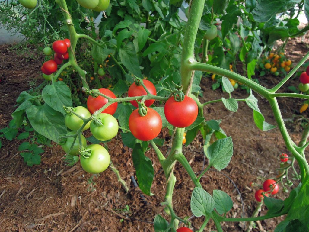rafle de tomate