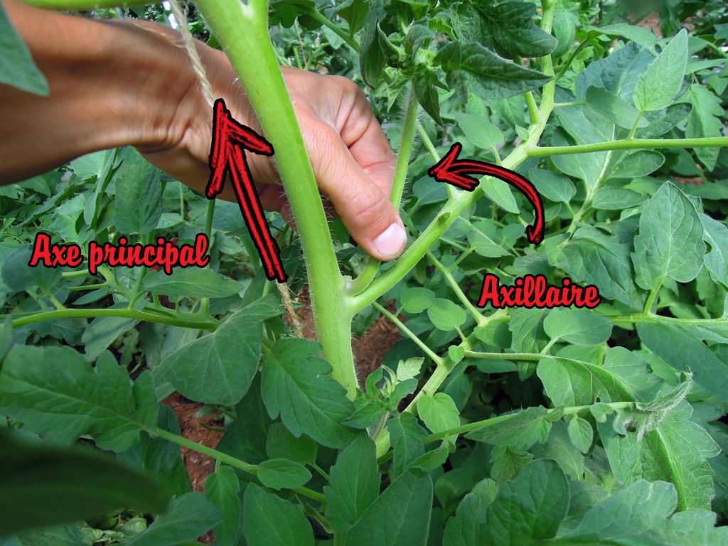 gourmand d'un plant de tomate