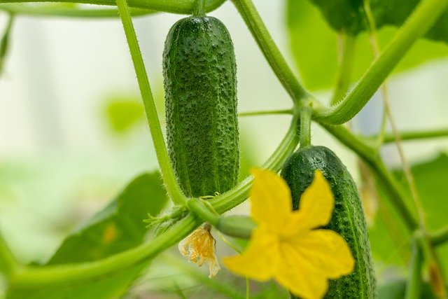 petit concombre appelé cornichon, pour le coup...