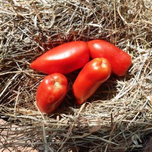 tomate Cornabel F1