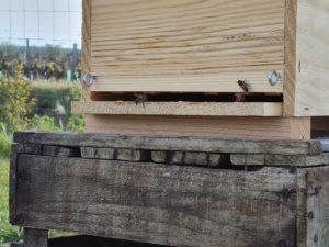 les abeilles visitent
