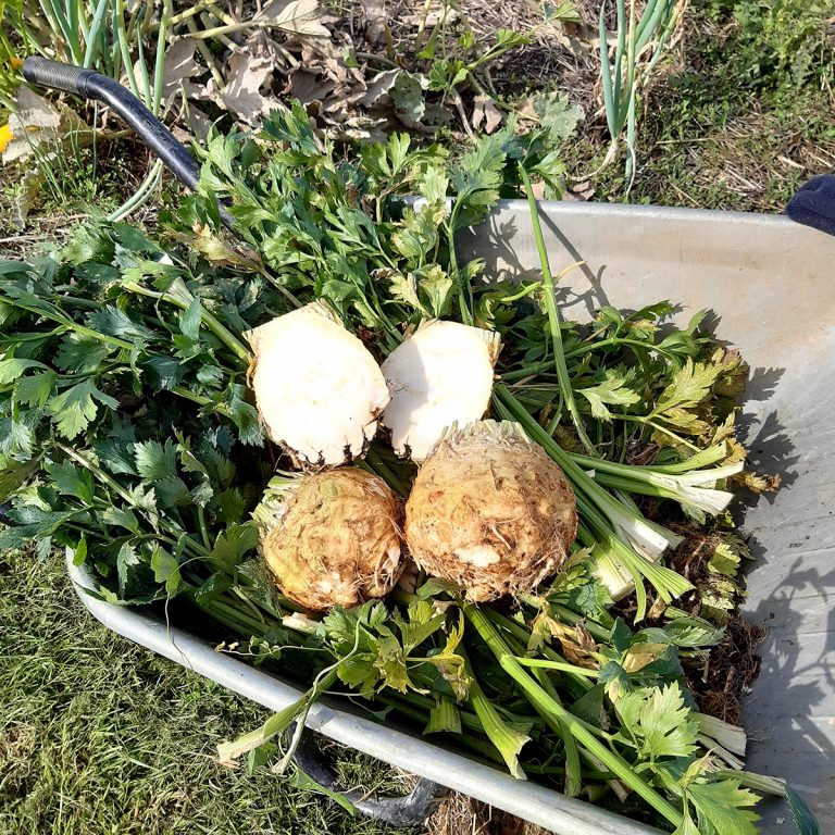Réussir le semis et la plantation de céleri-rave - Les tutos - Jardin d ...