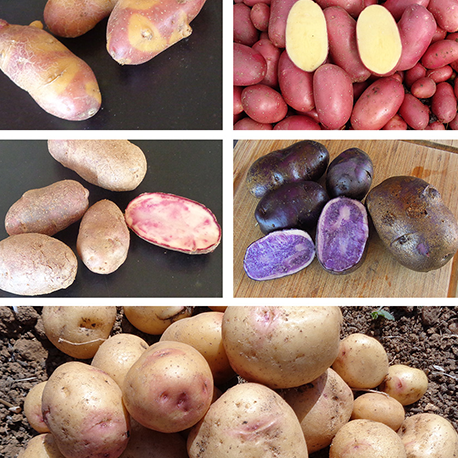 Multiples variétés de pommes de terre