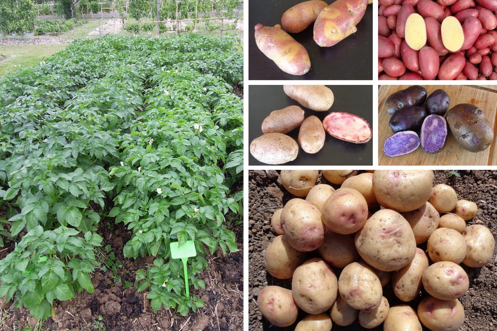 plants et pommes de terre