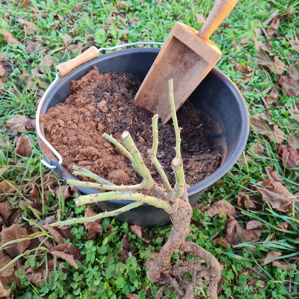 pralinerrosierracinesnues Jardin d