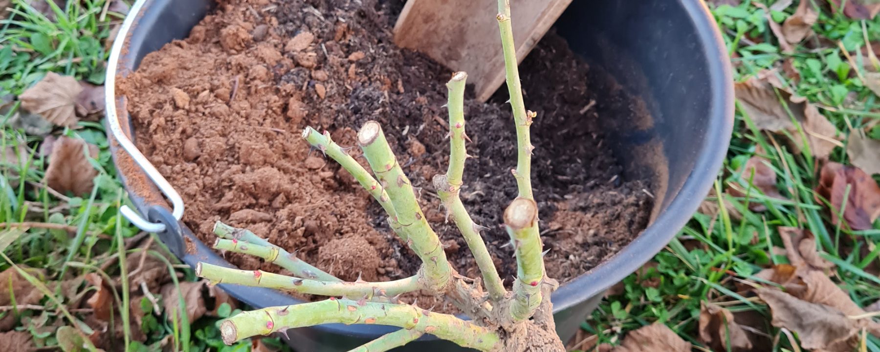 Praliner des rosiers en racines nues