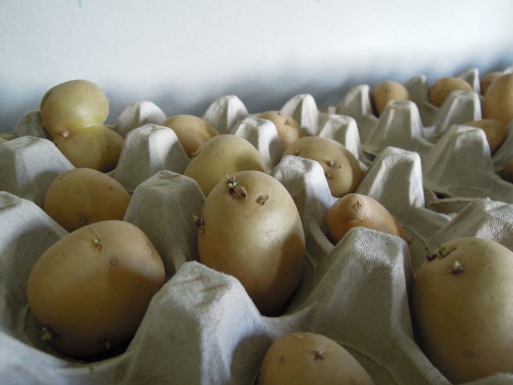 Pommes de terre disposées une à une