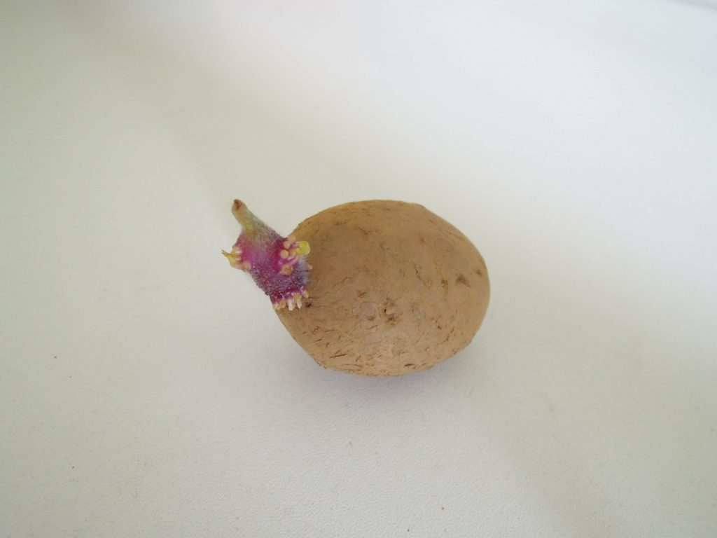 Germe de 2 cm sur un plant de pomme de terre