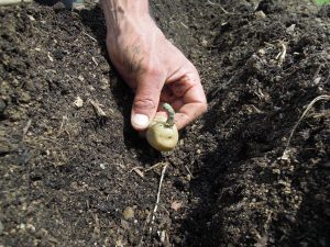 Plantation pommes de terre