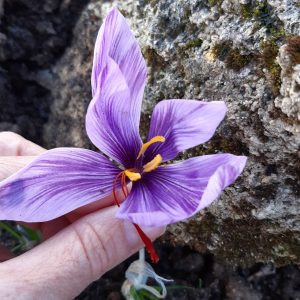 Crocus safran fleur et stigmates