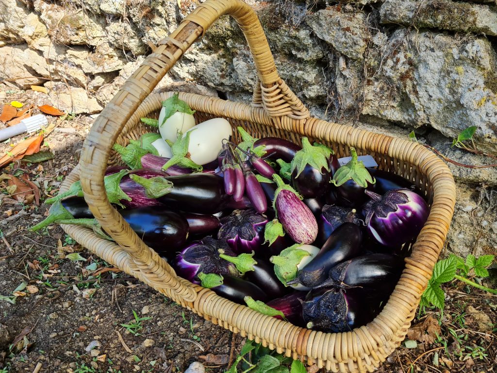 Récolte de multiples variétés d'aubergines